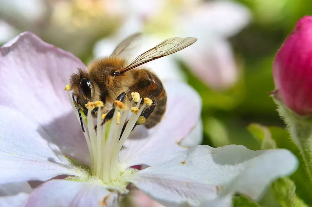 Eine mit Pollen behangene Biene sammelt in einem Apfelbaum den Nektar. Viele Wildbienenarten sind gefährden.