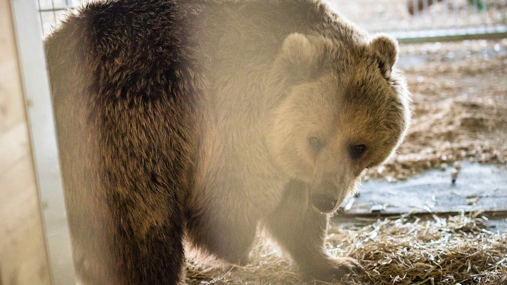Schicksal zweier Bären. Jamila und Sam dürfen in der heilen Bergwelt von Arosa alt werden