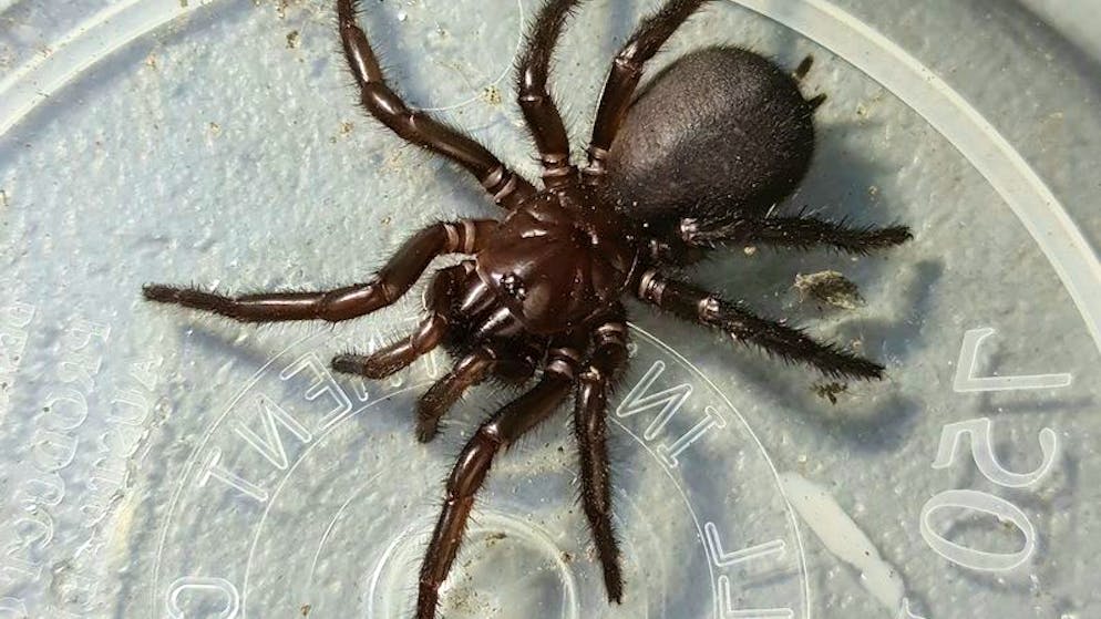 Ungebetener Hausgast. Auf der Jagd nach der giftigsten Spinne der Welt