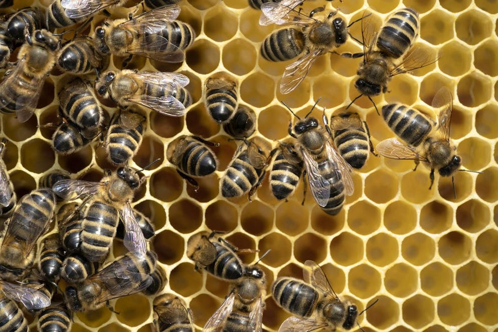 Honig-Bienen bewegen sich auf einem Brutrahmen, fotografiert am 10. April 2021 auf dem Dach des Quartierzentrums Baeckeranlage in Zuerich. Imkerin Ursina Fausch und Imker Klaus Mueller stehen hinter dem Projekt «Langstrassenhonig», eine Stadtimkerei im Zuercher Kreis 4. (KEYSTONE/Gaetan Bally)
