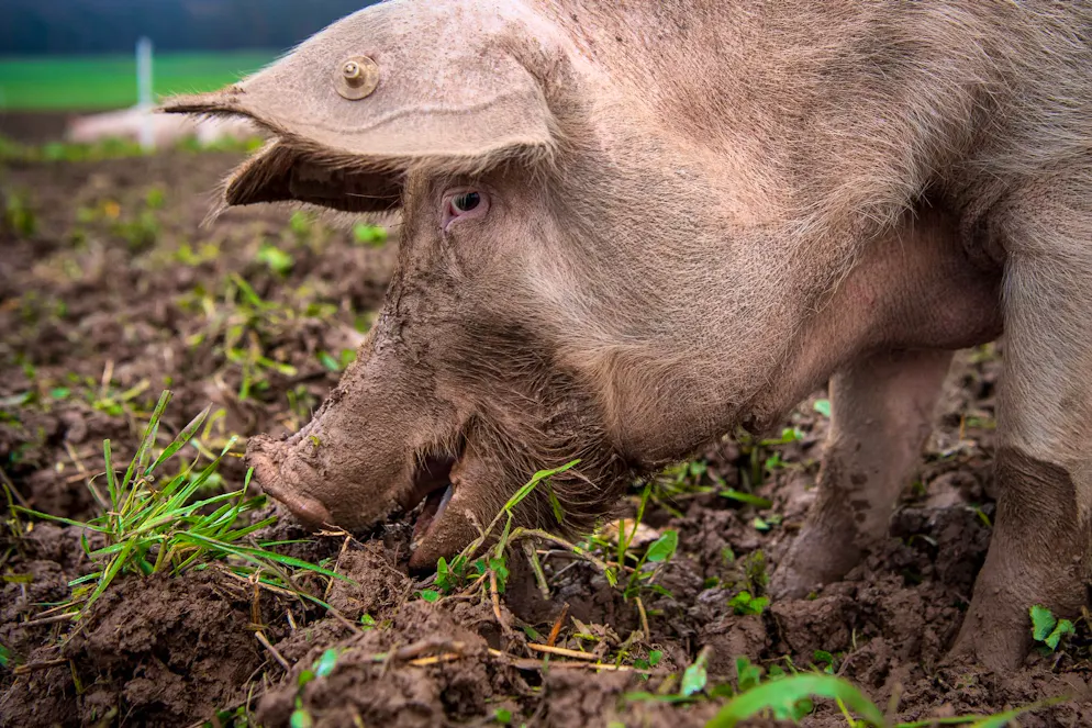 Ein Mann hält in seinem Garten zwei Schweine. Am Freitagmorgen findet er eines tot und mit einer Schusswunde auf (Symbolbild)