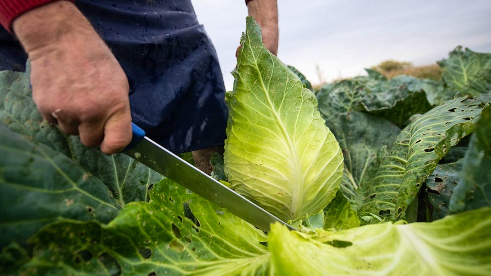 Food Trends 2026. Warum Ballaststoffe das neue Protein sind – und Kohl bald in aller Munde sein wird