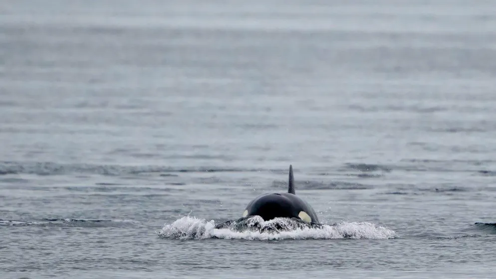 Ungewöhnlicher Fund. Ein Orca frisst sieben Seeotter auf einmal – und stirbt