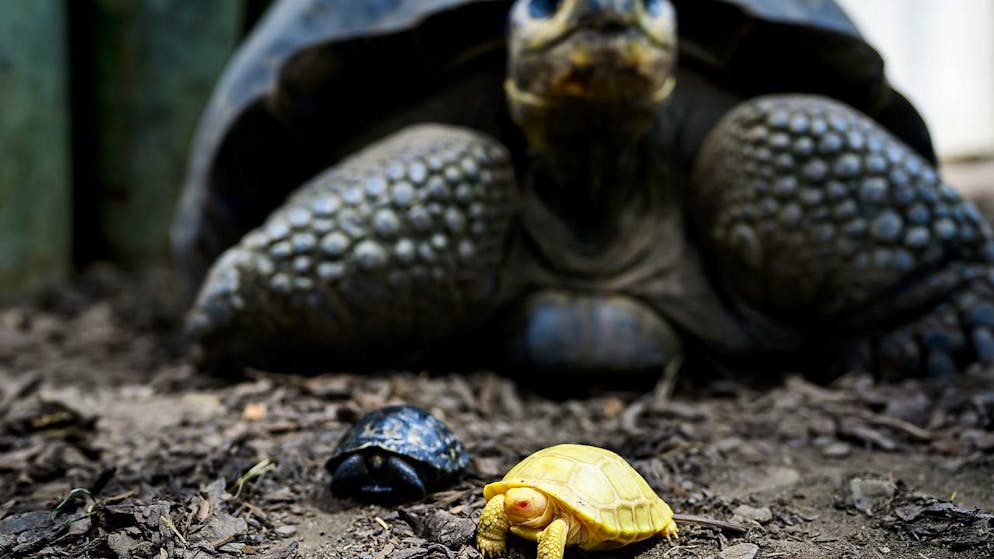 Weltpremiere im Zoo von Servion in der Waadt: Anfang Mai schlüpfte bei den Galapagos-Riesenschildkröten ein Albino. Das Geschwister ist schwarz wie die Eltern.