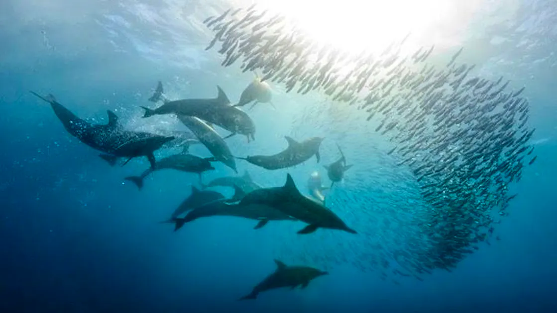 Ocean Care Oltre 44 000 Svizzeri Chiedono All UE Di Vietare La Caccia ocean-care-oltre-44-000-svizzeri-chiedono-all-ue-di-vietare-la-caccia