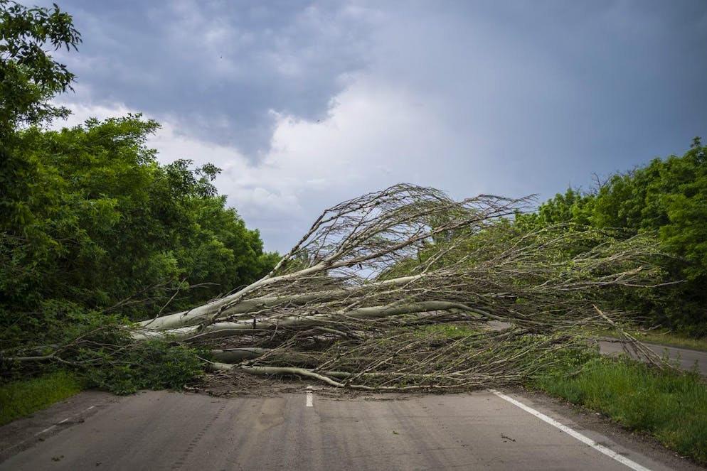 A cut tree is placed as a roadblock on the road in the Donetsk oblast region, eastern Ukraine, Friday, June 3, 2022. (AP Photo/Bernat Armangue)