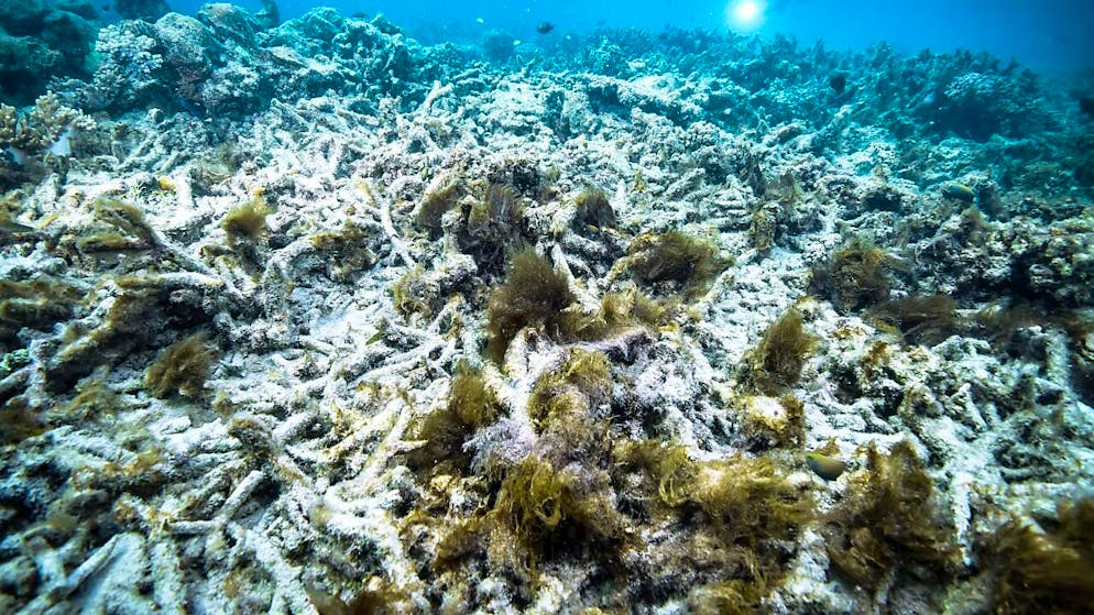 Hitze global: Die Erwärmung des Mittelmeers spüren wir bis in die Schweiz. Diese Unterwasser-Hitzewelle hat schädliche Auswirkungen auf die Fauna und Flora, erklärt der Klimaforscher Thomas Frölicher von der Uni Bern. Korallen bleichen aus ...