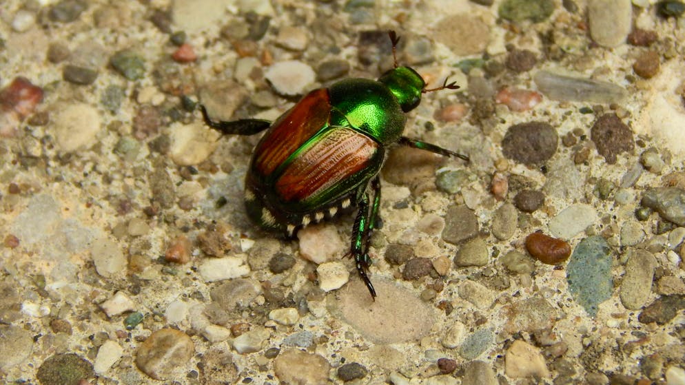 Distrugge tutto. Il coleottero giapponese si diffonde in Vallese, l'UFAG dispone misure di lotta