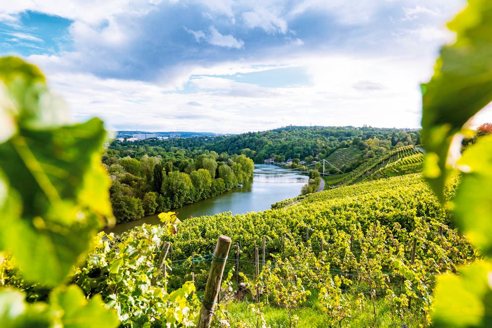 Weinwanderweg an der Neckarschleife