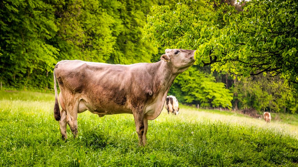 «So etwas habe ich noch nie erlebt». Kuh flieht vor dem Schlachthof – und findet Zuflucht bei einer Schafherde