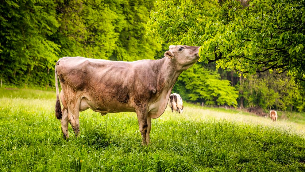 Die Kuh «Mücke» konnte sich vor dem Schlachthof retten. (Symbolbild)