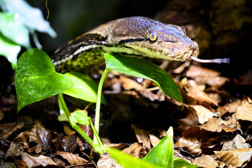 Le serpent python reticule male decouvre son nouveau terrarium lors du demenagement des deux pythons reticules et de trois Axolotls dans leurs nouveaux espaces de vie du vivarium renove ce lundi 21 mars 2022 au Muzoo, parc zoologique Le Bois du Petit-Chateau de La Chaux-de-Fonds. (KEYSTONE/Laurent Gillieron)