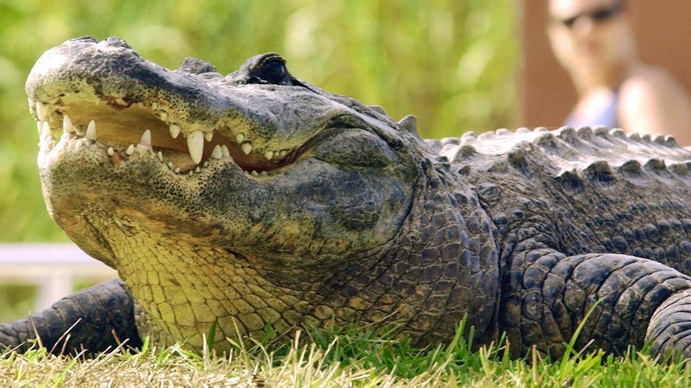 In this Jan. 3, 2004 file photo, an alligator soaks up the sun at the Miccosukee Village west of Miami, Fla. in the Florida Everglades. (AP PHoto/J.Pat Carter, File)