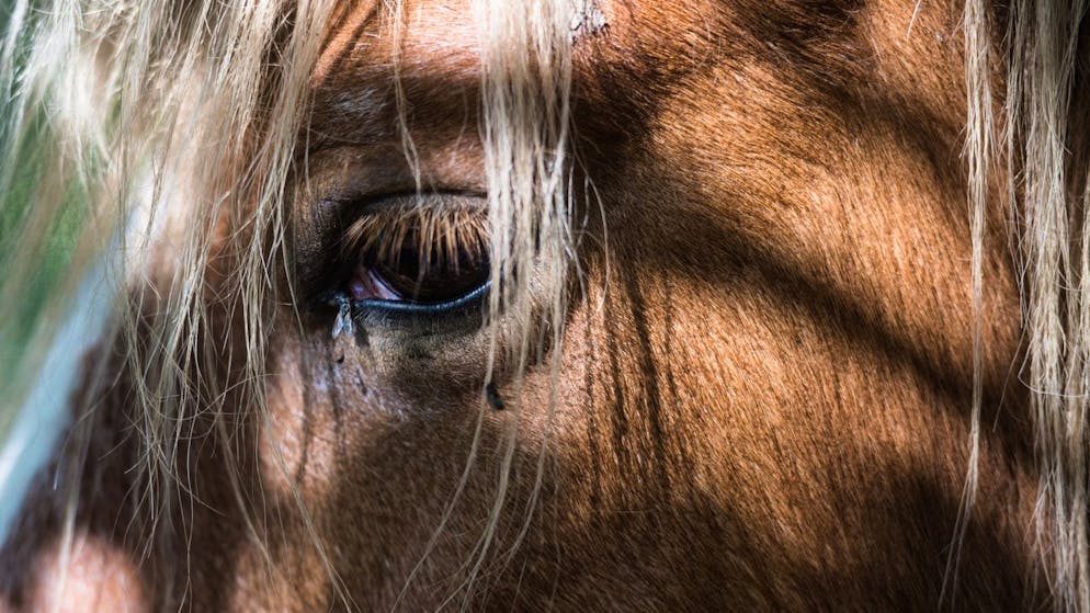 Polizei ermittelt. Unbekannte schänden in Lufingen ZH drei Stuten