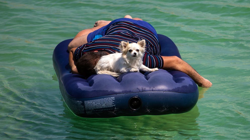 Vorsicht an heissen Tagen. So schützt du dein Haustier vor der Hitze