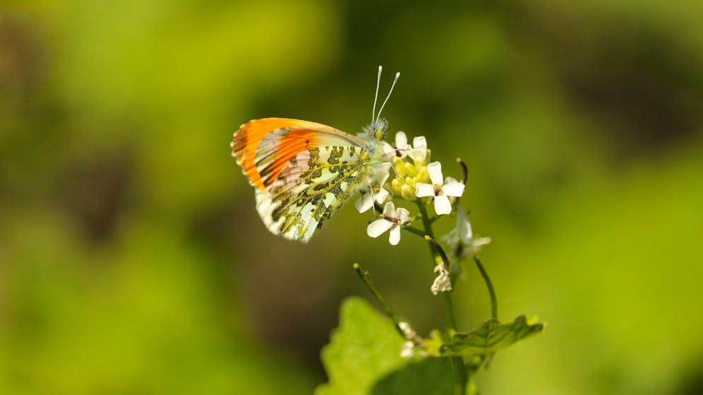 Arrested in Sri Lanka. Father and son have to pay 170,000 francs because of insects