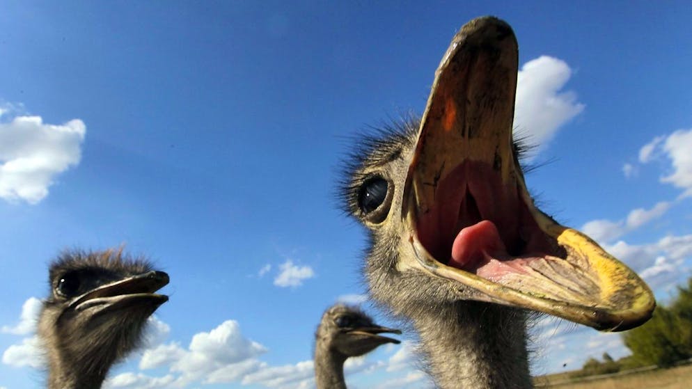 Auch die Tierproduktion der Ukraine leidet unter dem Krieg. Zehntausende von Rindern, Schafen und Ziegen, eine Viertelmillion Schweine und Millionen von Hühnern sind umgekommen. Das Bild stammt aus besseren Zeiten, von einer Straussenfarm ausserhalb Kiews vor dem Krieg.