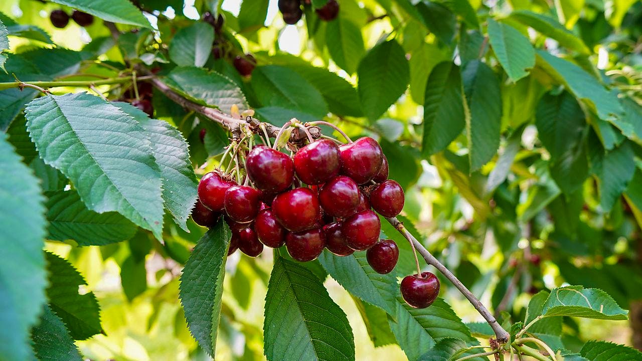 Mysteriöses. Schweizer Kirschen laut Obstverband von «herausragender Qualität»