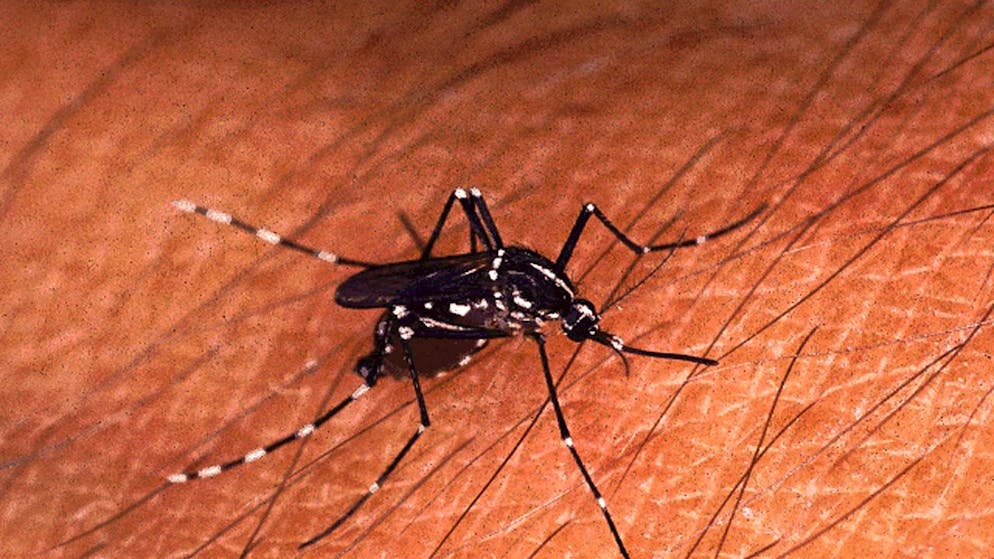Immagine d'illustrazione: una zanzara tigre. 