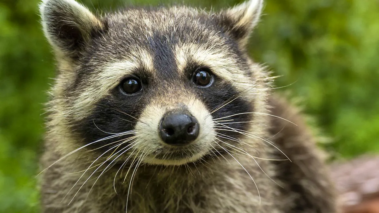 Tiere. Waschbären im Tierpark Weihermätteli in Liestal BL