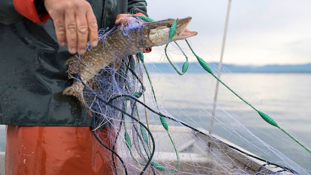 Für die Berufsfischerinnen und Berufsfischer am Bodensee sinken die Erträge. Besonders markant ist der Rückgang bei den Felchen. (Archivbild)