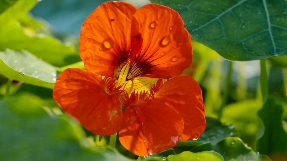 Genuss aus dem Garten. Diese Blüten kannst du essen