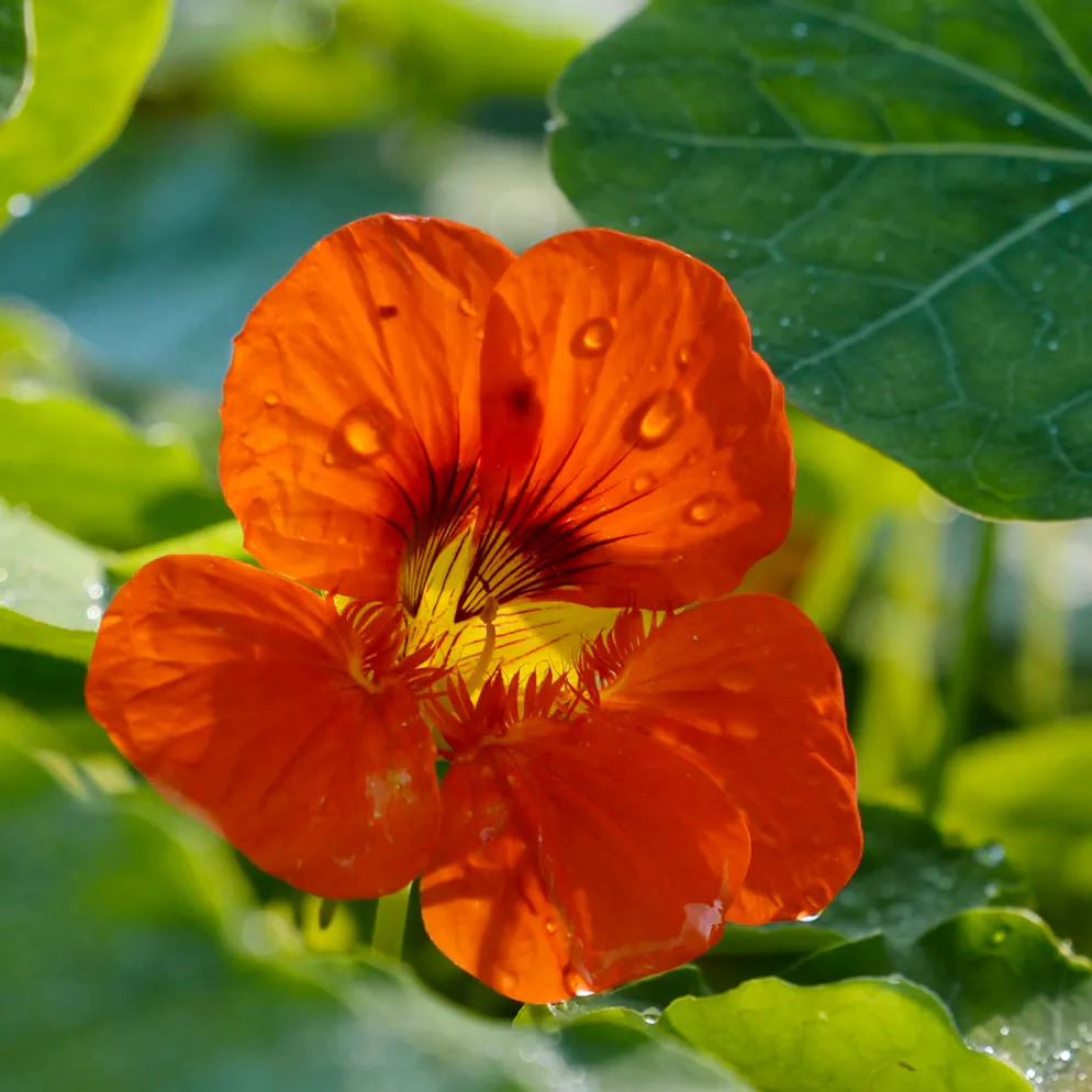 Genuss aus dem Garten. Diese Blüten kannst du essen