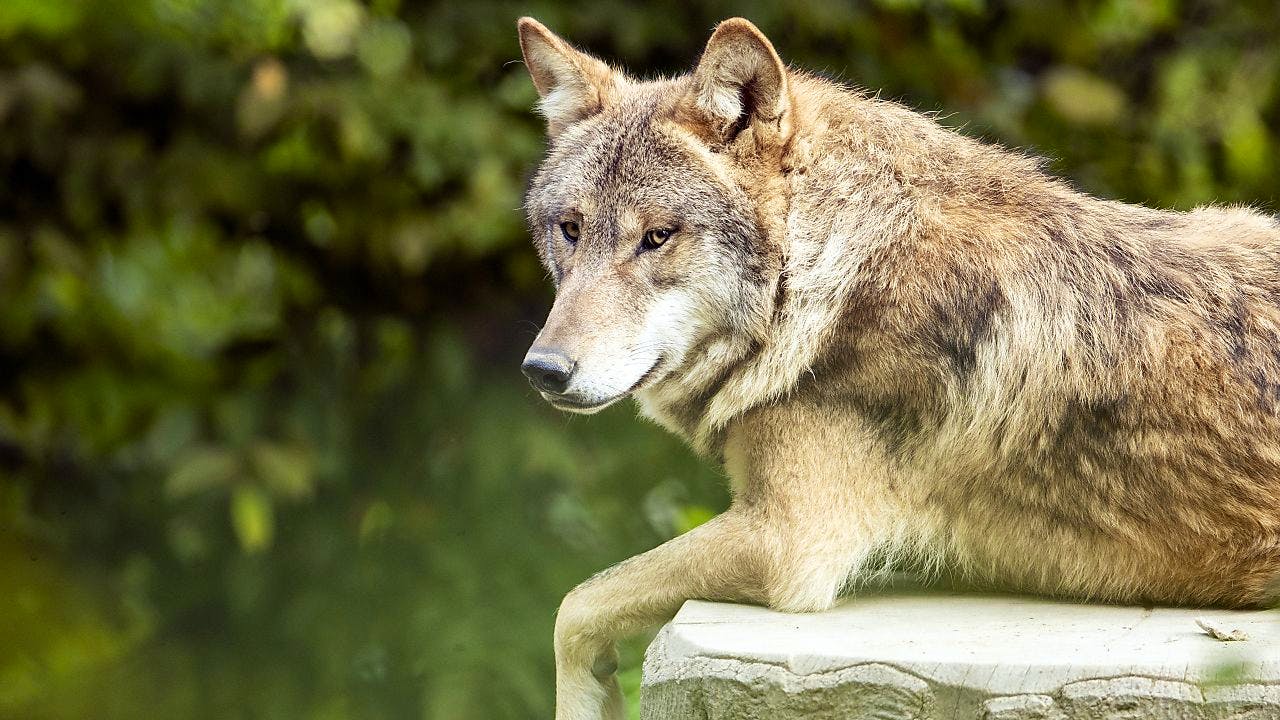 Wolf. Ständeratskommission will Wölfe vorbeugend regulieren