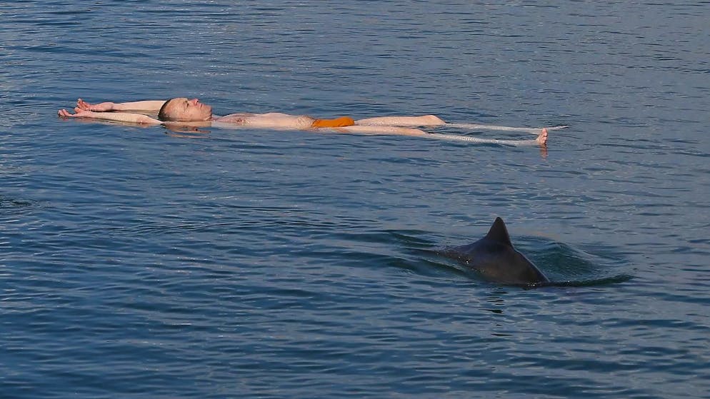 Ein Delfin schwimmt am 15. Mai 2022 in der Nähe des Jachthafens von Odessa, aus dem wegen des Kriegs keine Schiffe auslaufen können. 