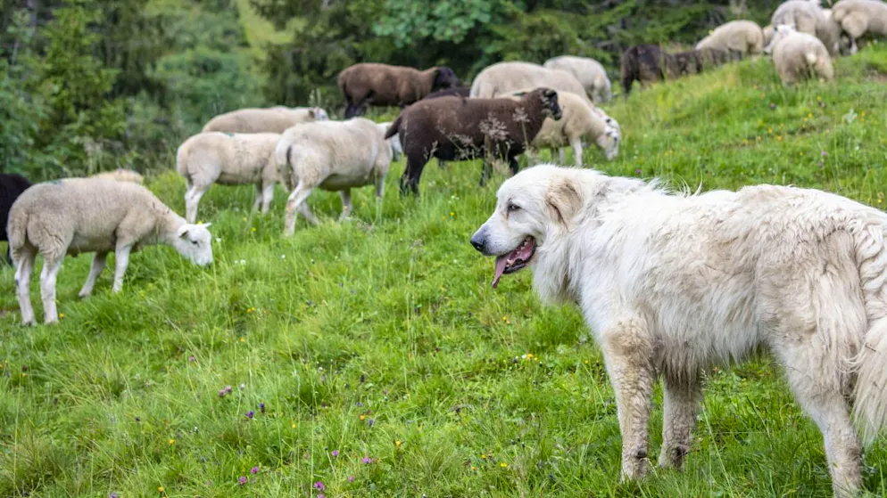 Wolfsangriff denkbar. 71 Schafe im Bündner Oberland abgestürzt