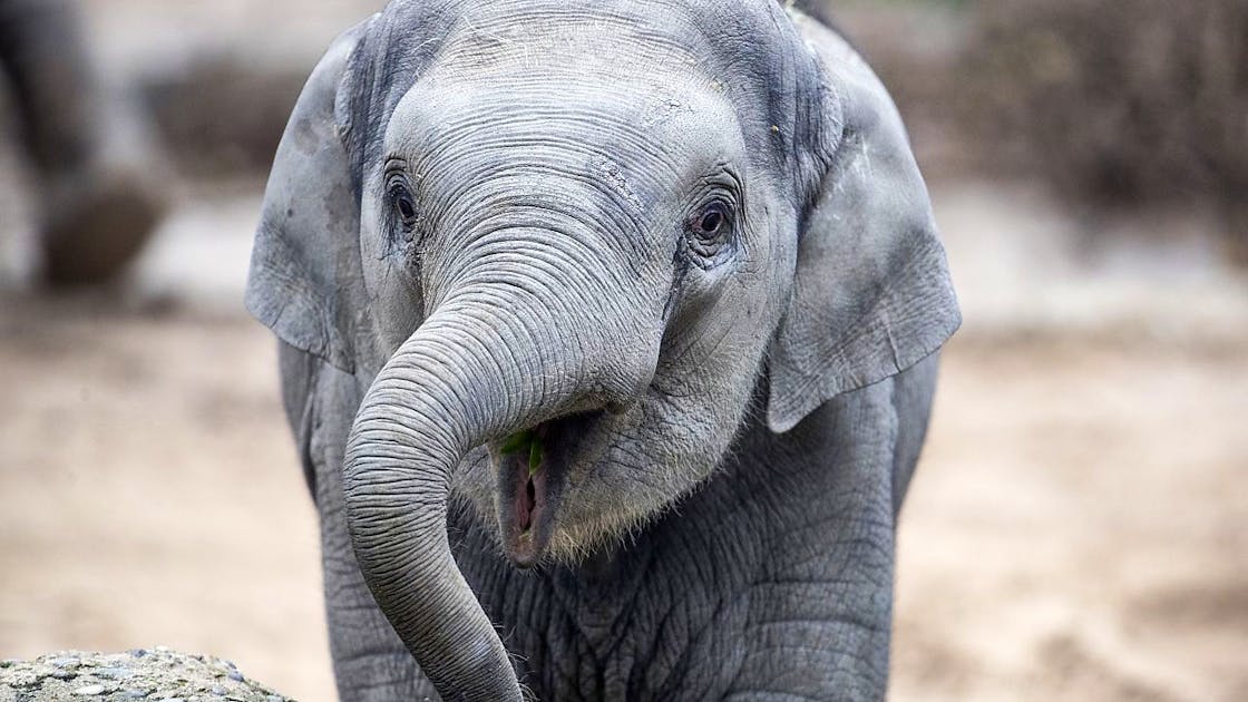 Herpes-Infektion: Zürcher Elefantenbulle Umesh ist lebensgefährlich ...