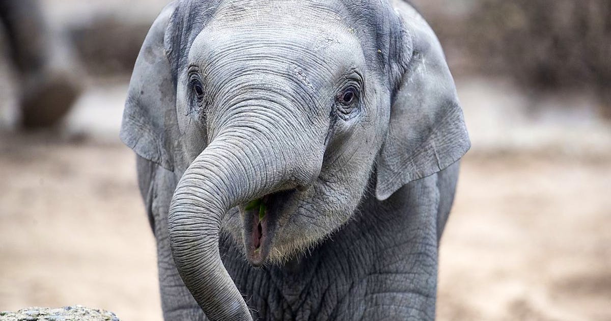 Herpes-Infektion: Zürcher Elefantenbulle Umesh ist lebensgefährlich ...