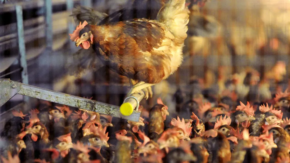 Massentierhaltungs-Initiative. Ist die Schweiz tierfreundlich genug?