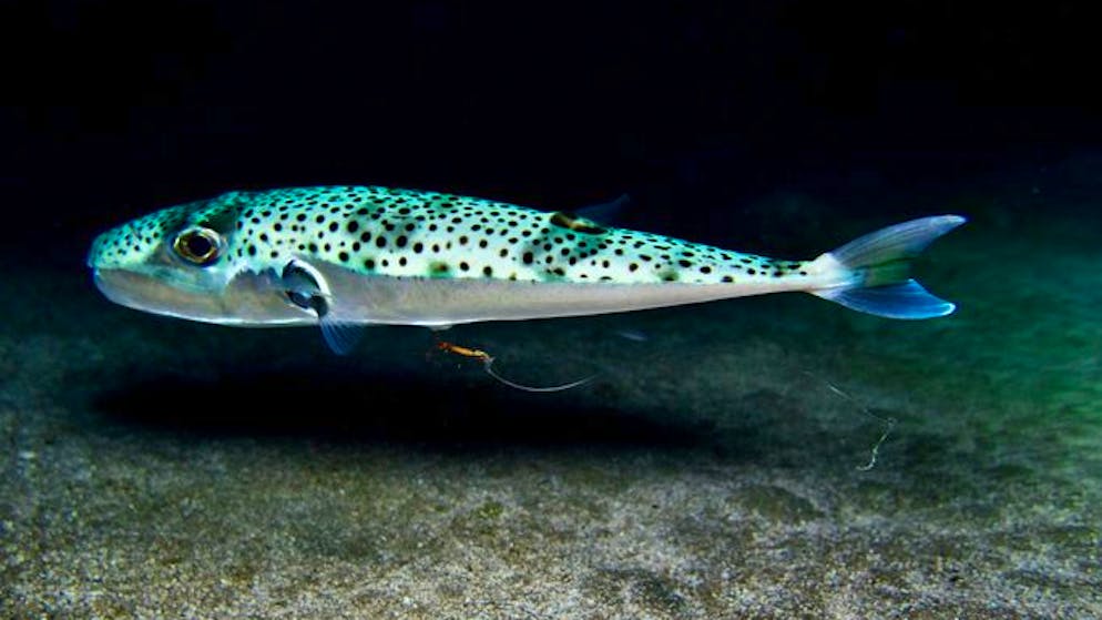 Silver-cheeked toadfish Lagocephalus sceleratus swimming in blackwater of Mediterranean Sea Cyprus