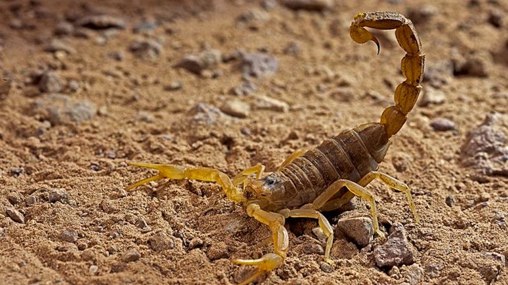 Buthidae