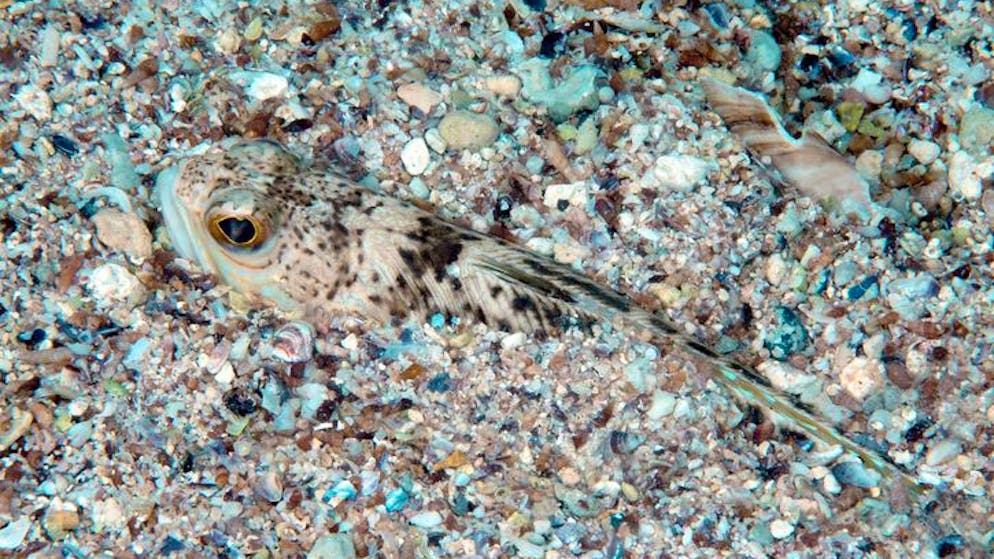 Greater Weever -Trachinus draco-, Black Sea, Crimea, Russia