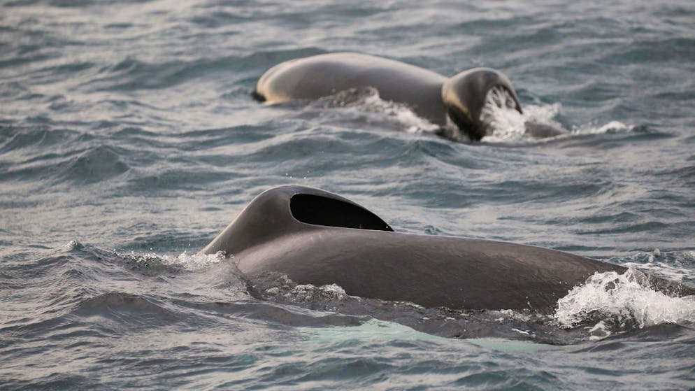 Südafrika. Orca-Pärchen vertreibt und tötet Weisse Haie