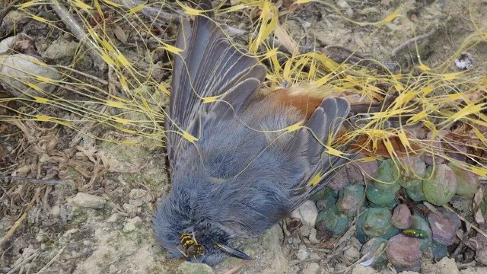 Todesfalle für Tiere: Ein in einem Rebnetz verendeter Hausrotschwanz.