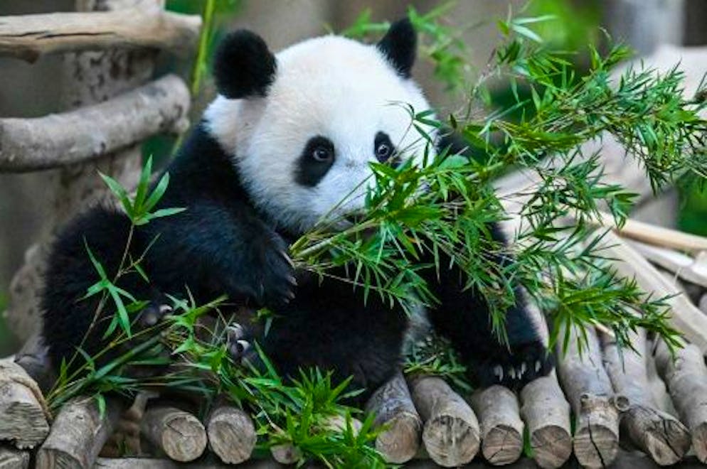 Sheng Yi, une femelle panda, se nourrit de feuilles de bambou au zoo national de Kuala Lumpur, le 25 mai 2022