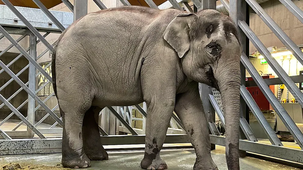 Weiterer Elefant im Zoo Zürich ist schwer krank - Gallery. Omysha in der Hintergrundanlage zwischen den einzelnen Behandlungsschritten.