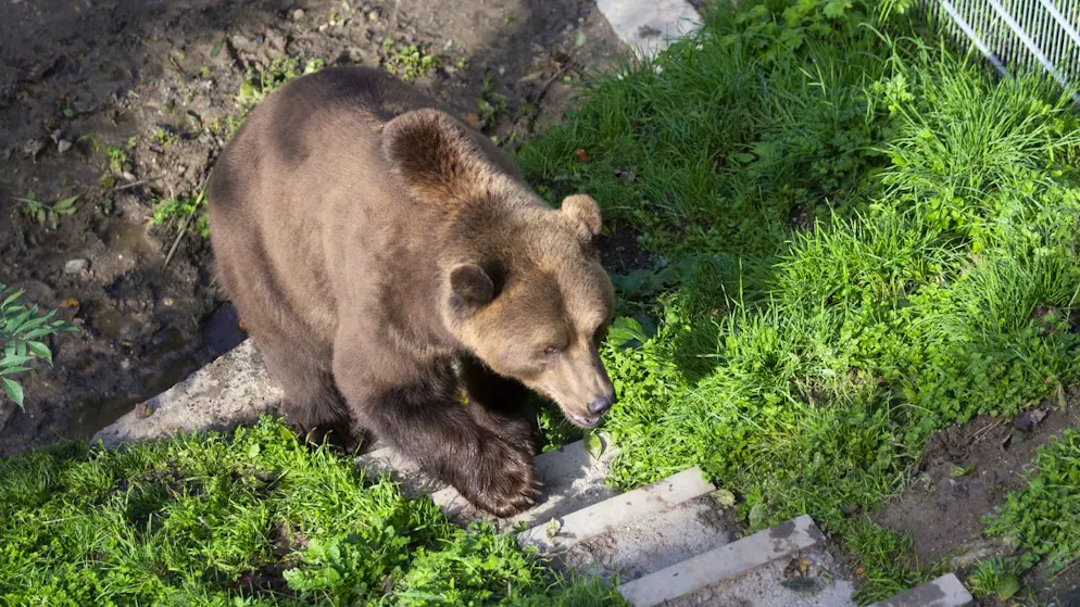 Ein Bär im Berner Bärenpark im Oktober 2019. 