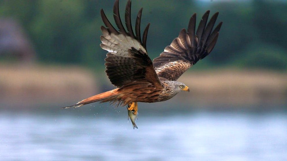 Rotmilan mit erbeutetem Fisch.