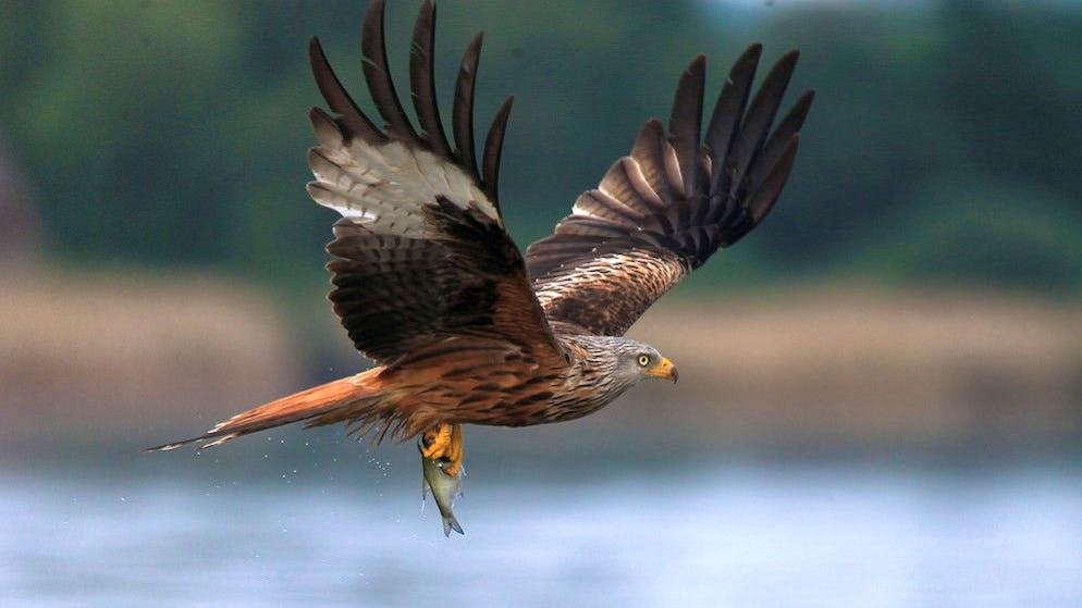 Schweizer Lufthoheit. «Der Bestand des Rotmilans hat stark zugenommen»