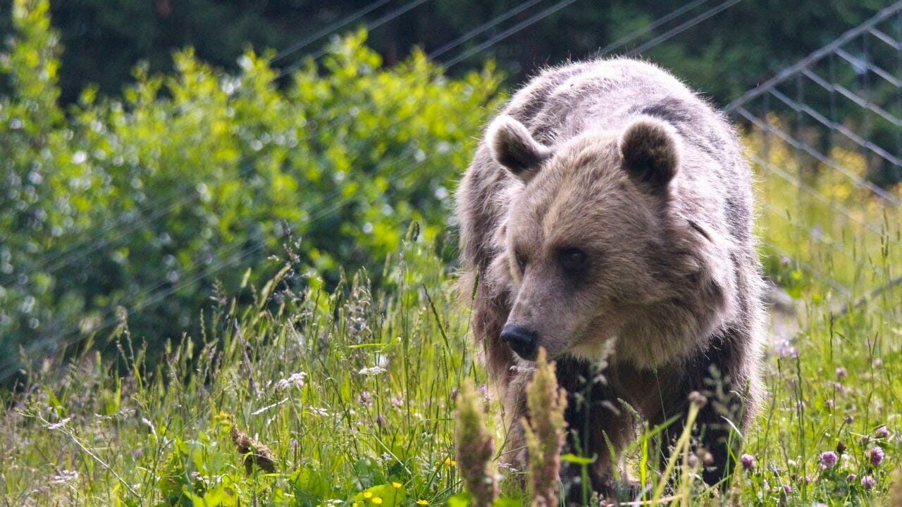 Tiere. Bärin Jamila erstmals in der Aussenanlage des Arosa Bärenlandes