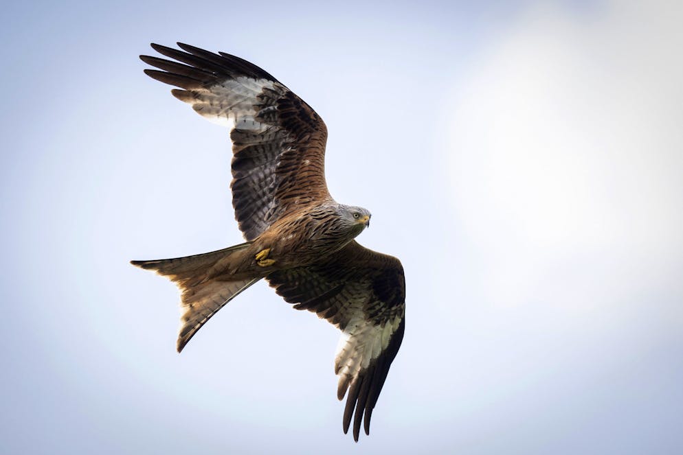 Ein Rotmilan sucht im Mai in Schmitten FR nach Beute.