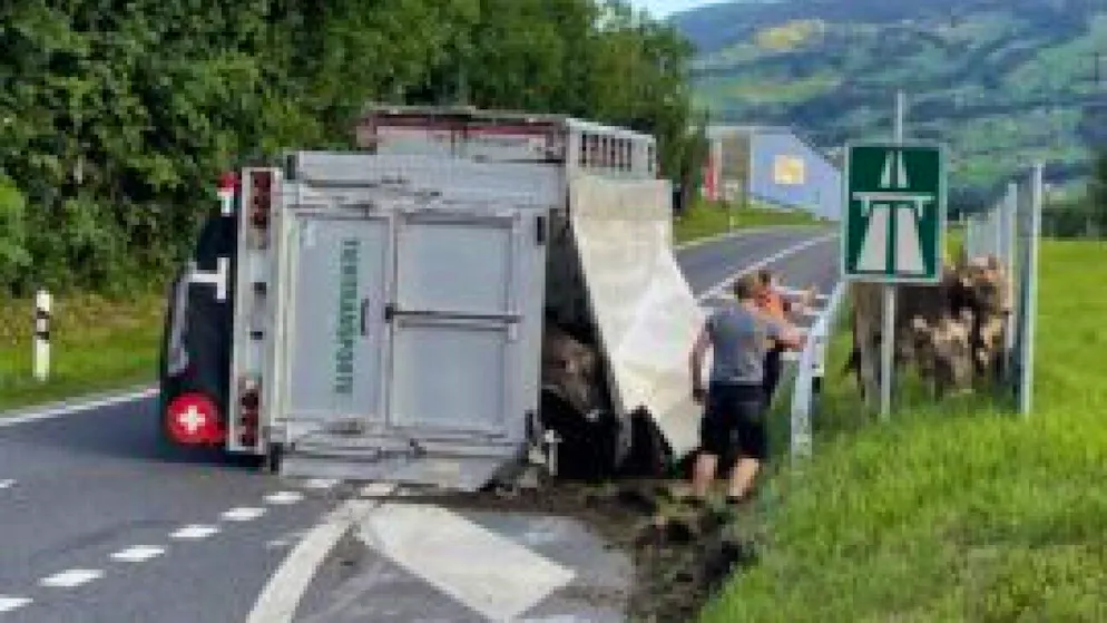 Die Kühe und Rinder blieben beim Unfall in Seewen SZ unverletzt.