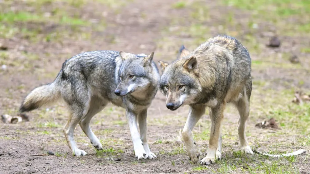 Zum ersten Mal in Graubünden: Wölfe reissen ein ausgewachsenes Nutztier - in diesem Fall eine Mutterkuh. (Archivbild)