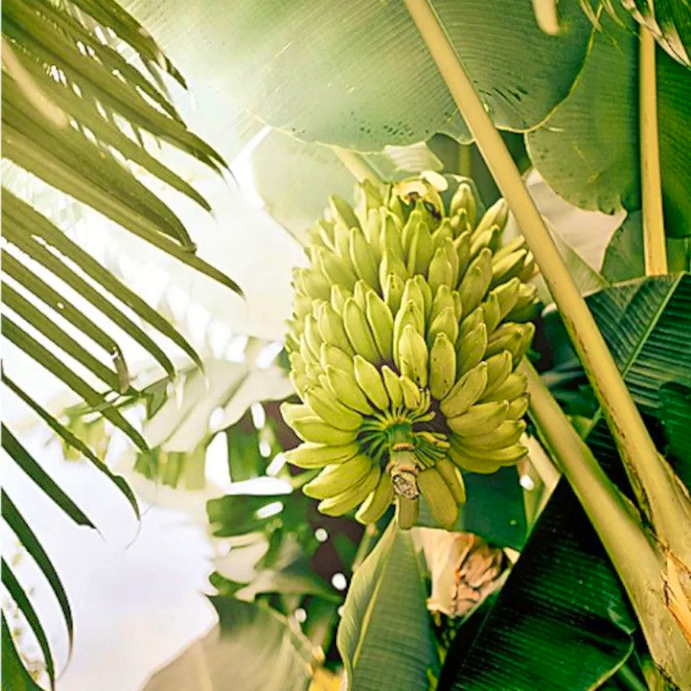 Seit 30 Jahren ist alles Banane. Die Banane war 1997 das erste Frischprodukt, das es ins Fairtrade-Regal schaffte. In Sachen Umsatz spielt die Südfrucht seither unangefochten die Hauptrolle.