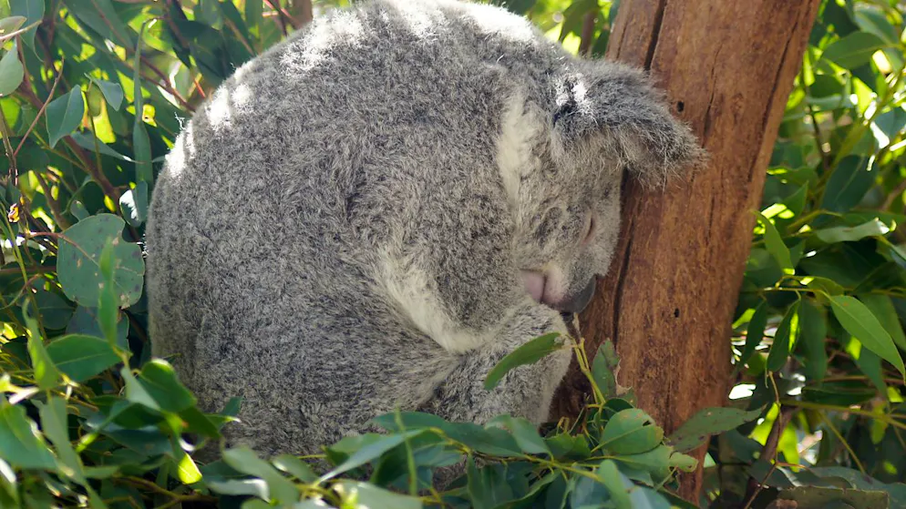 Ein Koala schläft in einem Eukalyptusbaum im Wild Life Sydney Zoo. Foto: Carola Frentzen/dpa - ACHTUNG: Nur zur redaktionellen Verwendung und nur mit Erwähnung des Wild Life Sydney Zoos