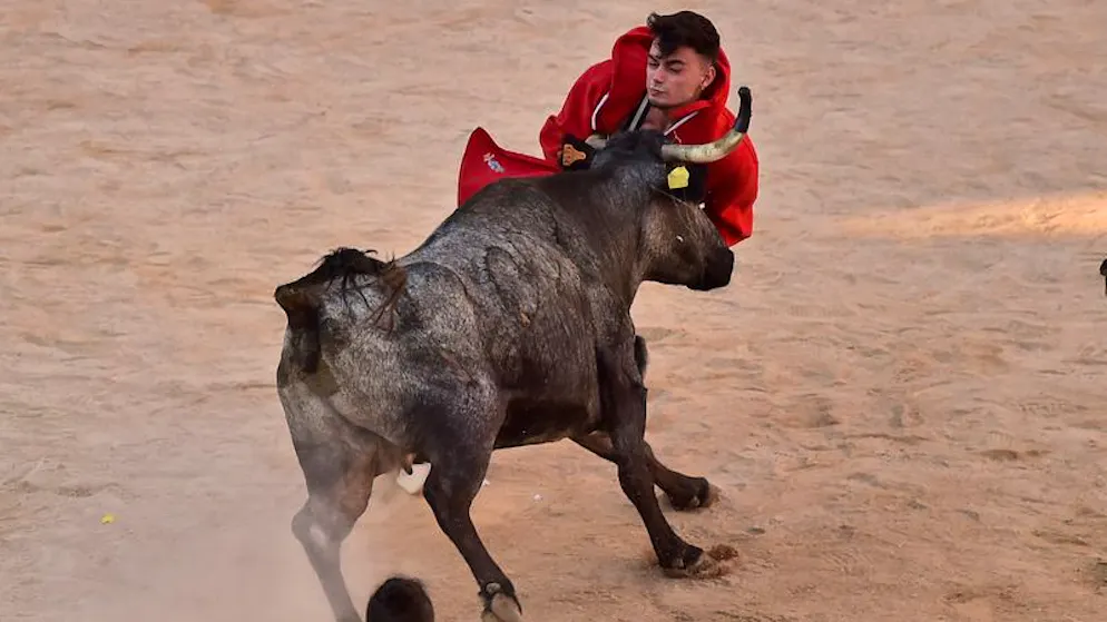 Ein Kalb stürmt in der Stierkampfarena nach dem Stierlauf beim San-Fermin-Festival. Die umstrittene Stierhatz findet erstmals seit 2019 wieder statt. 